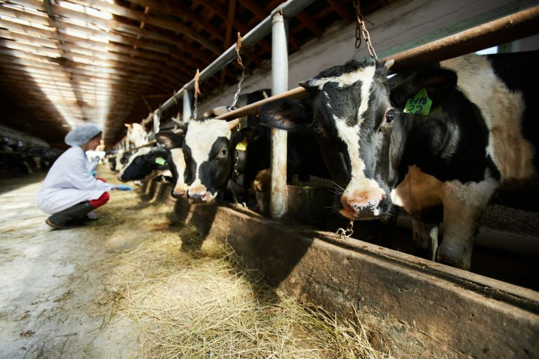 Cows in Farm Shed